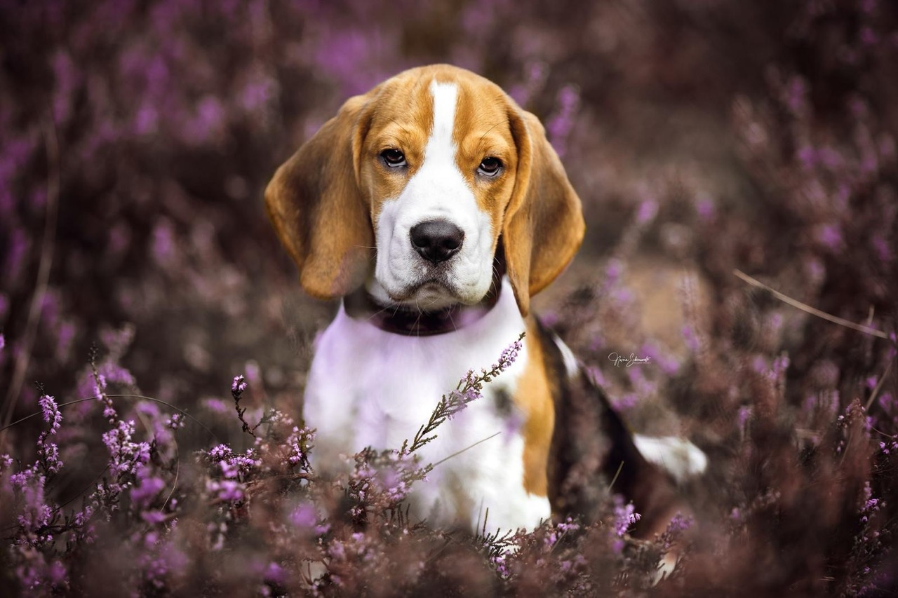 Mehr über den Artikel erfahren Erster Wurf geplant